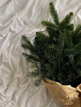 Vôňa stromčeka + netflix + pyžamo🎄🫠☕️ #netflixandchill #homealone #pyzamo #pajama #pohodlie